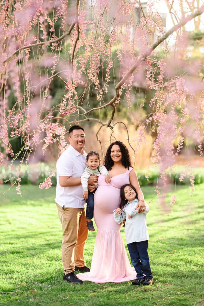 Family of four during a maternity photography session beneath blooming pink cherry blossom trees in Bristol, Rhode Island.