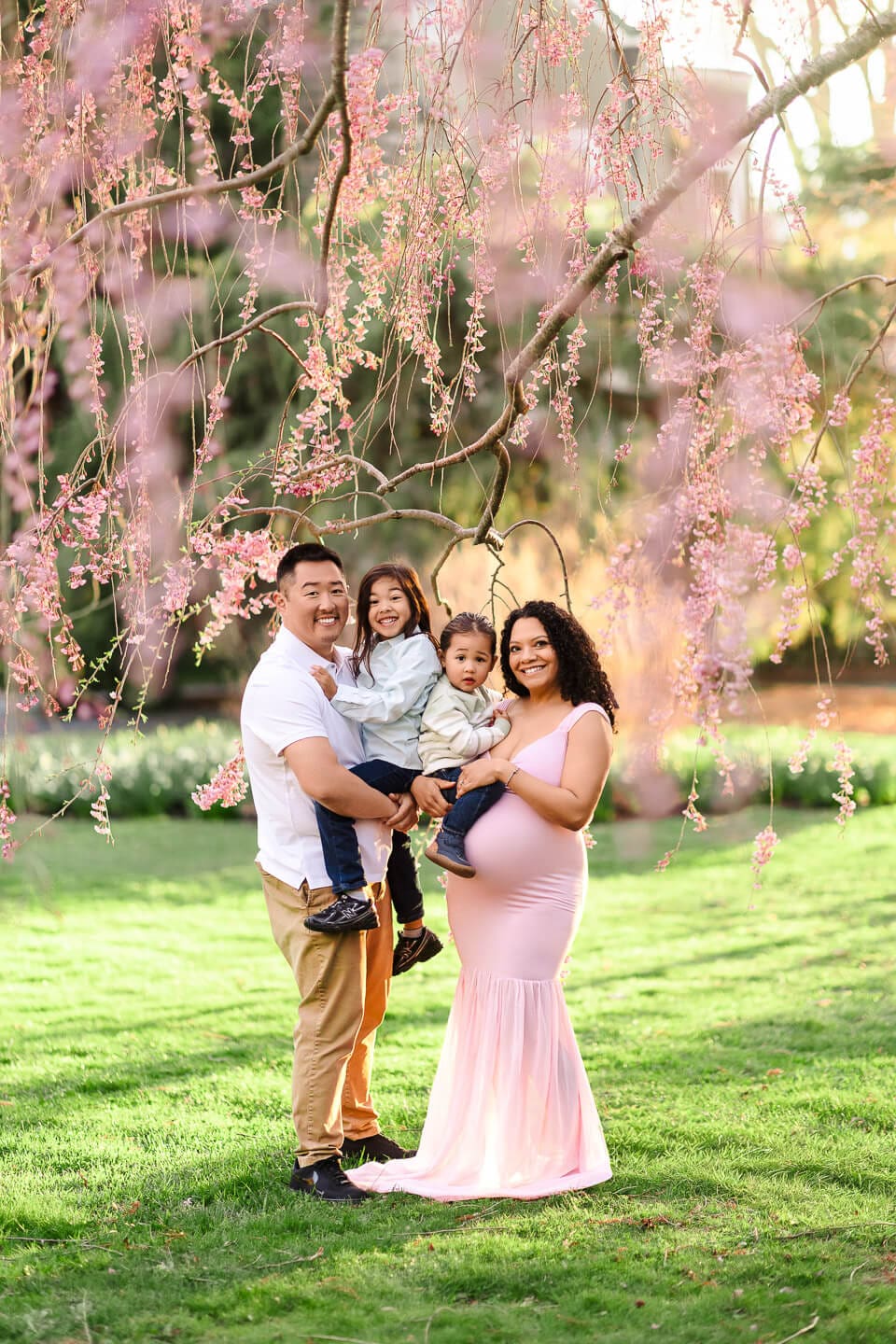 Pink cherry blossom branches frame a growing family during a maternity photography session in Bristol, Rhode Island.