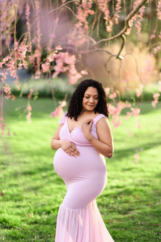 Spring maternity portrait of a mother to be beneath cascading cherry blossom branches in Bristol, Rhode Island.