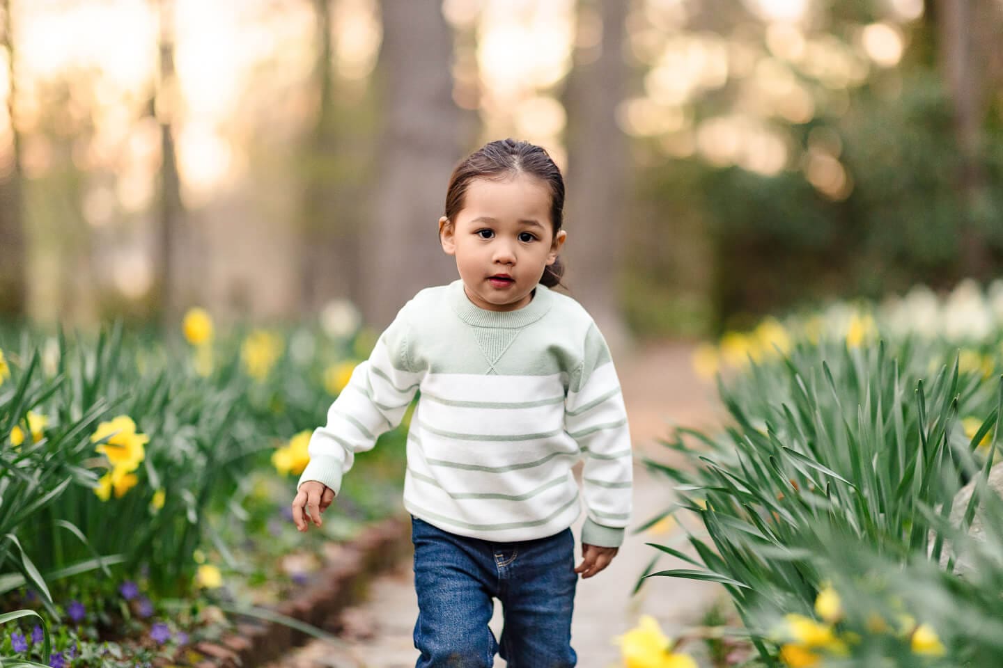 Young child walking through blooming daffodils during a family maternity photography session in Bristol, Rhode Island.